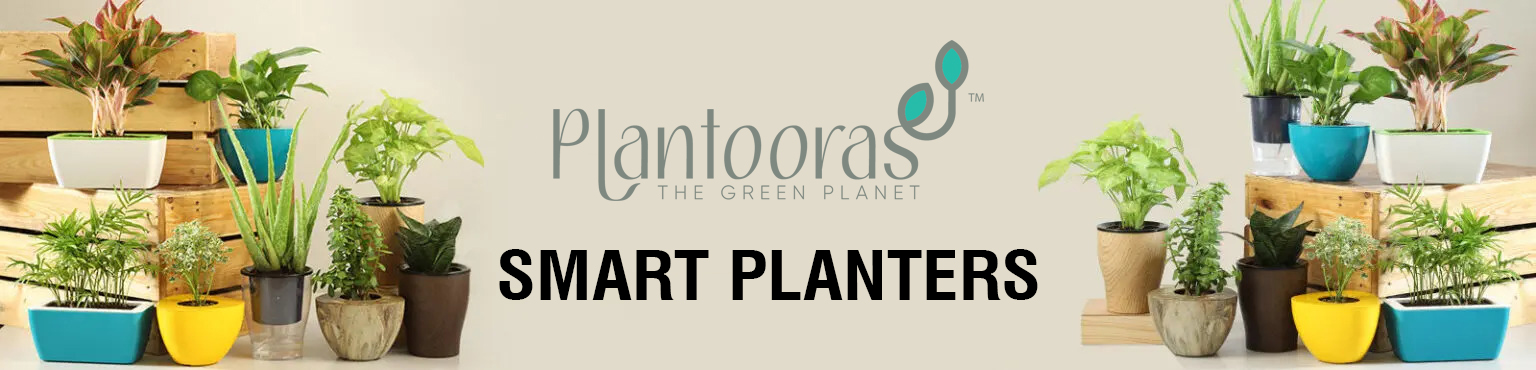 Plantooras